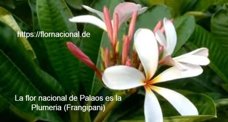 La flor nacional de Palaos es la Plumeria Frangipani