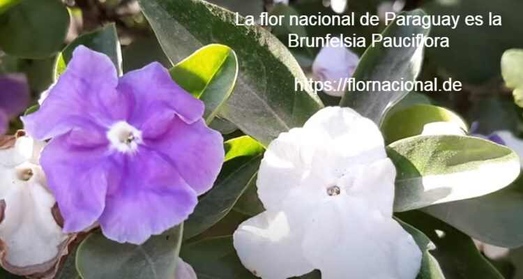 La flor nacional de Paraguay es la Brunfelsia Pauciflora