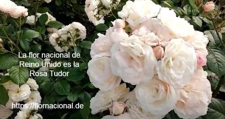 La flor nacional de Reino Unido es la Rosa Tudor