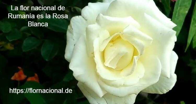 La flor nacional de Rumania es la Rosa Blanca