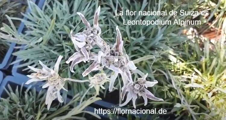 La flor nacional de Suiza es Leontopodium Alpinum