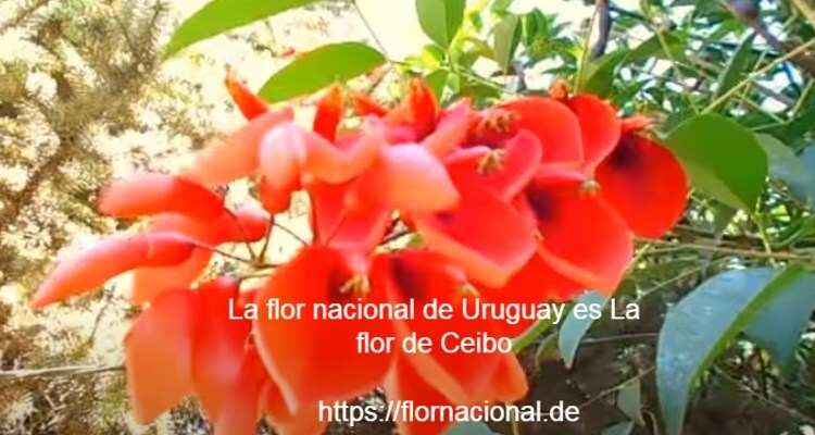La flor nacional de Uruguay es La flor de Ceibo