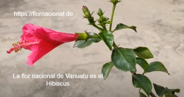 La flor nacional de Vanuatu es el Hibiscus