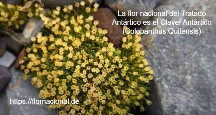 La flor nacional del Tratado Antartico es el Clavel Antartico Colobanthus Quitensis