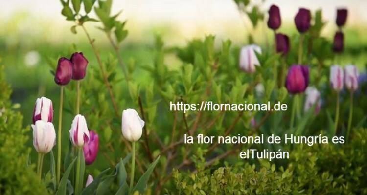 la flor nacional de Hungria es elTulipan