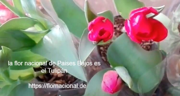la flor nacional de Paises Bajos es el Tulipan